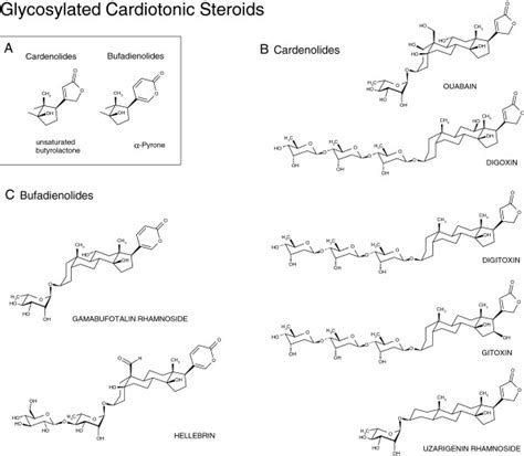 Chemical Structures Of The Cardiotonic Steroids Under Study A The