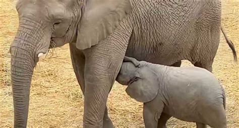 Nace Beb Elefante En Africam Safari El Universal Puebla