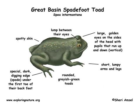 Anatomy Of Toad Anatomical Charts And Posters