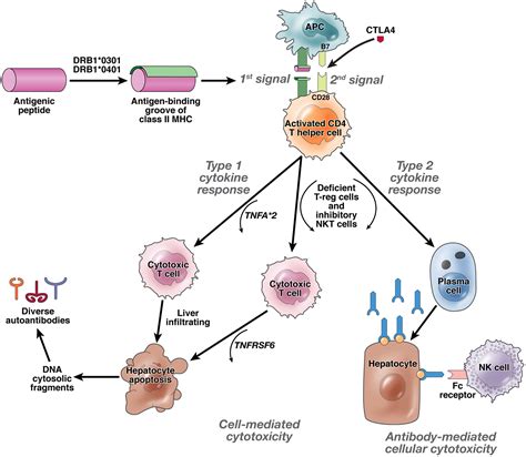 Advances In The Diagnosis Pathogenesis And Management Of Autoimmune