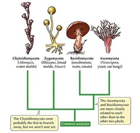 Fungi Flashcards Quizlet