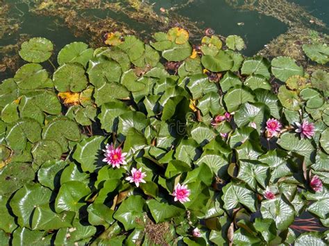 Water Lilies On A River Stock Photo Image Of Blooming 53839860