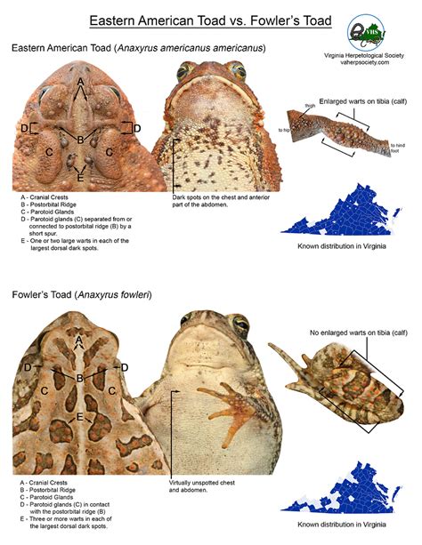 American Toad vs. Fowler's Toad - Nature Talk - iNaturalist Community Forum