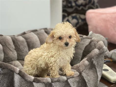 Cream Poodle Puppy