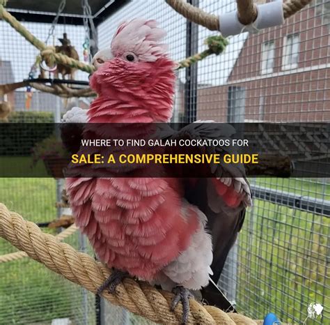 Where To Find Galah Cockatoos For Sale A Comprehensive Guide Petshun