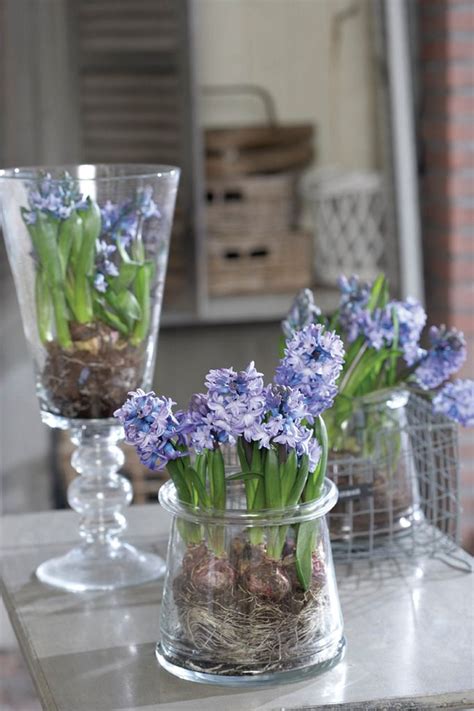 11 Tips For Growing Amazing Lavender Indoors Artofit