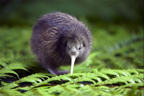 kiwi (animal), Animals, Birds, Ferns Wallpapers HD / Desktop and Mobile ...