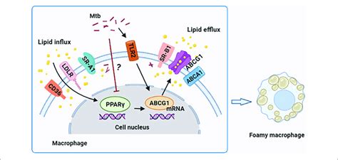 Graphical Summary Depicting That Peroxisome Proliferator Activated