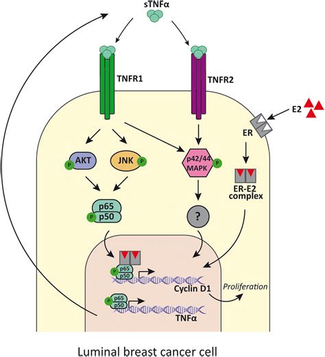 Tnf Signaling In Luminal Breast Cancer Cells Tnf Binds To Tnfr And