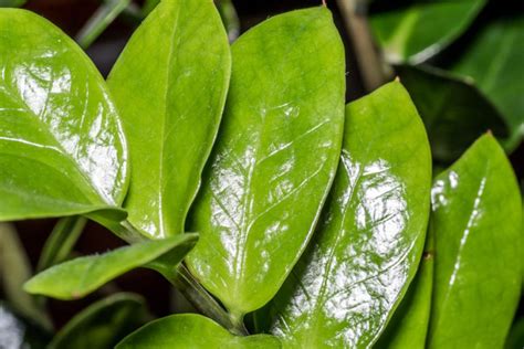 Zamioculcas Pflegen Gie En D Ngen Umtopfen Und Mehr