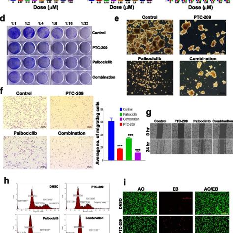 Effects Of Ptc 209 In Combination With Palbociclib Against Hct116 And