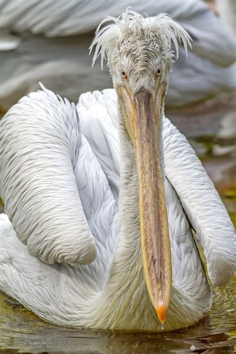 Dalmatian Pelican Pelecanus Crispus Stock Photo Image Of Closeup