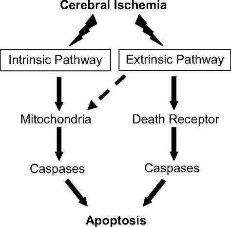 Apoptotic Mechanisms After Cerebral Ischemia Stroke