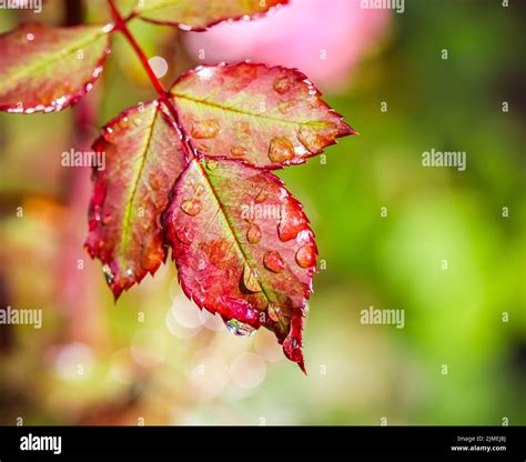 Red Rose Leaf With Raindrops In The Autumn Garden Bokeh With Light