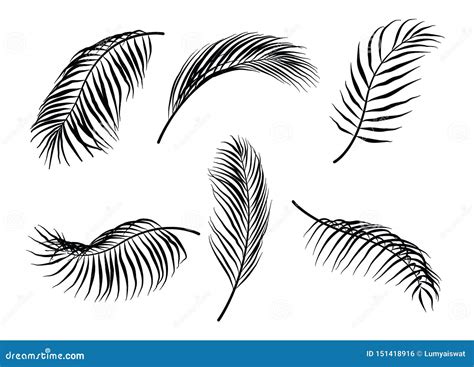 Coconut Leaf Vector Illustration 28722098