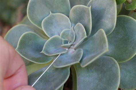 How To Get Rid Of Mealybugs On Succulents A Complete Guide