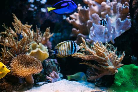 Whats The Fastest Way To Cycle A Saltwater Tank