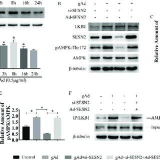 Sesn Deletion Affected The Activation Of Lkb Ampk Signaling Pathway