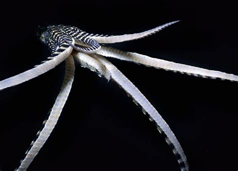 Mimic Octopus Pictures and Wallpapers - Pets Cute and Docile