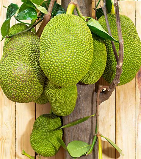 कटहल के 12 फायदे उपयोग और नुकसान Jackfruit Benefits Uses And Side