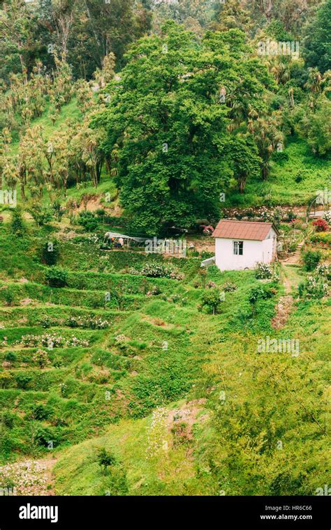 Beautiful Scenic Summer View Of Rose Flowers Plantation On Hillside In