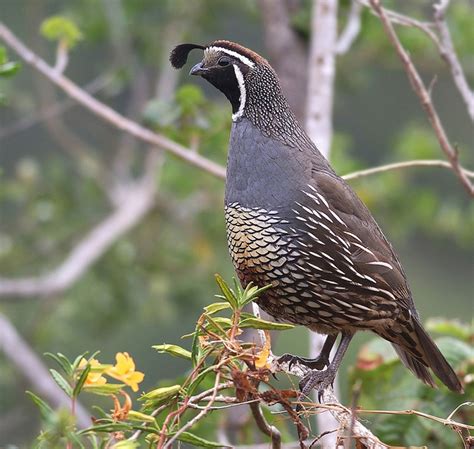 Bird Photos And Information