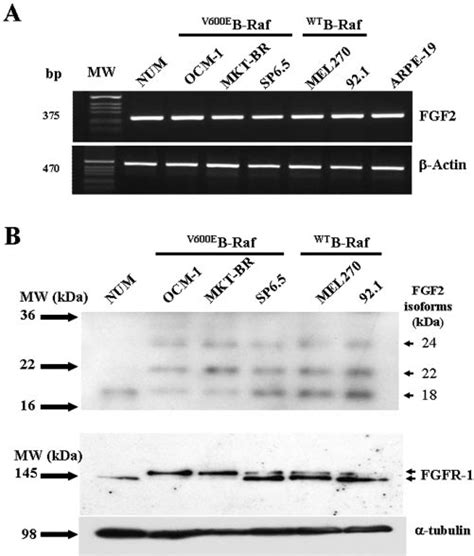 Expression Of Fgf2 Mrna And Proteins And Of Fgfr1 Protein In Nums And