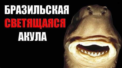 СВЕТЯЩАЯСЯ АКУЛА - Бразильская акула, которая умеет светиться - YouTube