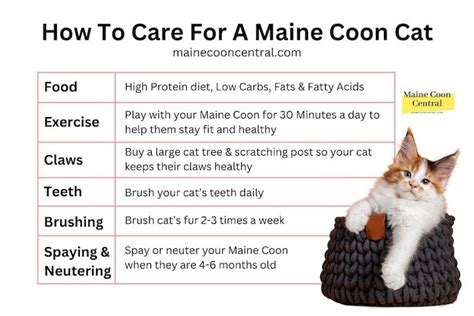 Caring For A Maine Coon Cat Beginners Guide Maine Coon Central