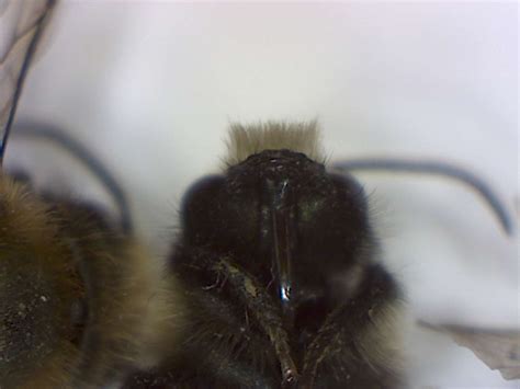 Burrowing bees, genus Andrena - Foothill Sierra Pest Control