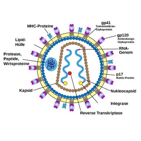 HIV AIDS Wie HI Viren sich gegen Antikörper schützen 2011 Wiley