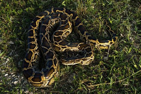 Floridas War With Invasive Pythons Has A New Twist Wired