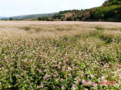 静宁县界石铺镇：荞麦花开出丰收景