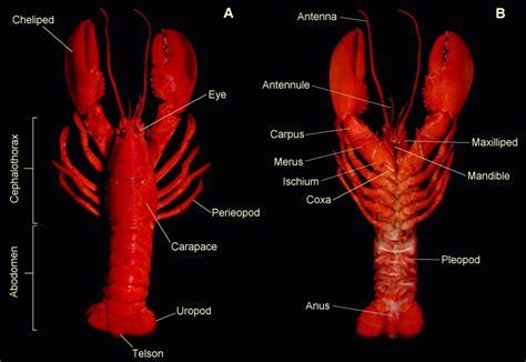 Crustacean Terminology