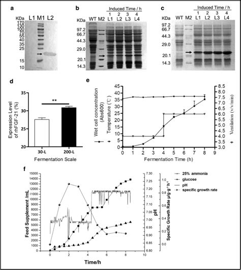 Expression Of Recombinant Human Fgf A Western Blot Analysis