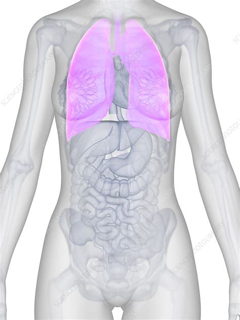 Female Lungs Artwork Stock Image F009 6651 Science Photo Library