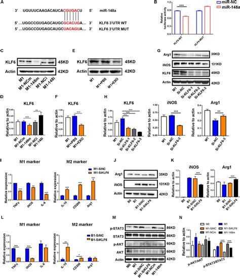 MiR 148a Targetedly Suppressed The Expression Of Kruppel Like Factor 6