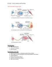 types of neurotransmitter receptors lecture.docx - Kin 1A03 Human Anatomy and Physiology ...