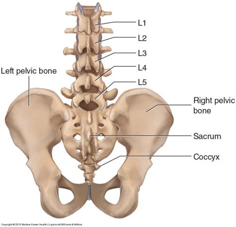 What is spinal joint dysfunction?