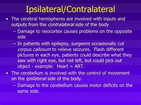 Neuroanatomy Chapter 7