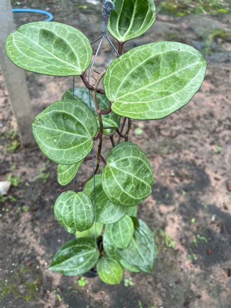 Sarawak Pink HoyaPhyto Cer Hoya Plants Plants House Plants