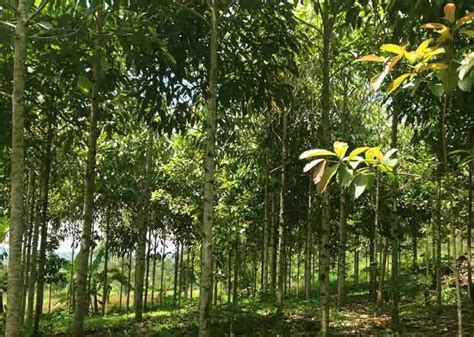 Agroforestry: Growing Investments on Trees - Seneca Impact Advisors