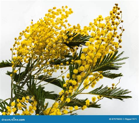 Fine Yellow Flowers Mimosa Acacia Dealbata Stock Image Image Of