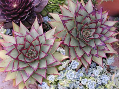 Echeveria Agavoides Ebony Is A Succulent Plant That Forms Clusters Of