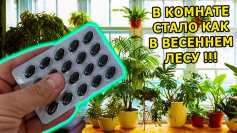 НАТУРАЛЬНЫЙ АКТИВАТОР РОСТА И ЦВЕТЕНИЯ ДЛЯ КОМНАТНЫХ РАСТЕНИЙ И РАССАДЫ ...