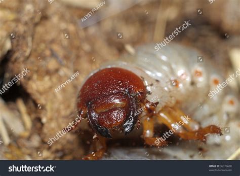 June Bug Larva Stock Photo Edit Now 36376600