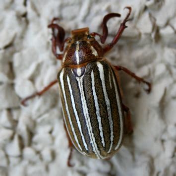 Image Gallery striped beetle