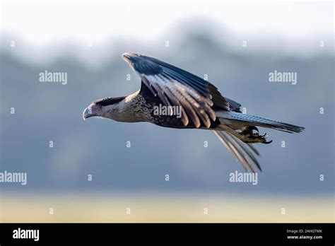Cara Cara Bird In Flight Stock Photo Alamy