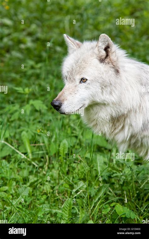 Caught Your Attention Hi Res Stock Photography And Images Alamy