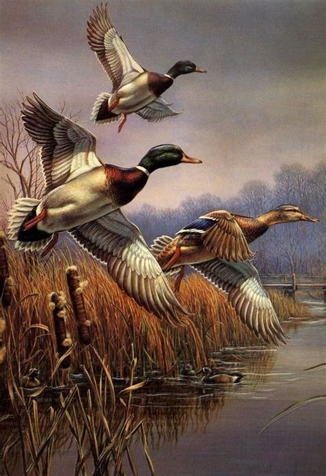 Artist James Meger Hunting Art Duck Art Wildlife Paintings